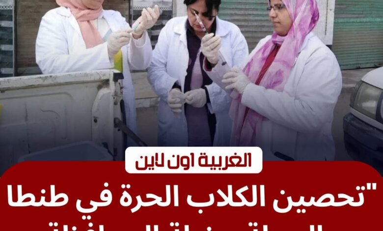 لحماية المواطنين.. "الطب البيطري بالغربية" يطلق حملات مكبرة لتحصين الكلاب الحرة بطنطا والمحلة 1 لحماية المواطنين.. "الطب البيطري بالغربية" يطلق حملات مكبرة لتحصين الكلاب الحرة بطنطا والمحلة