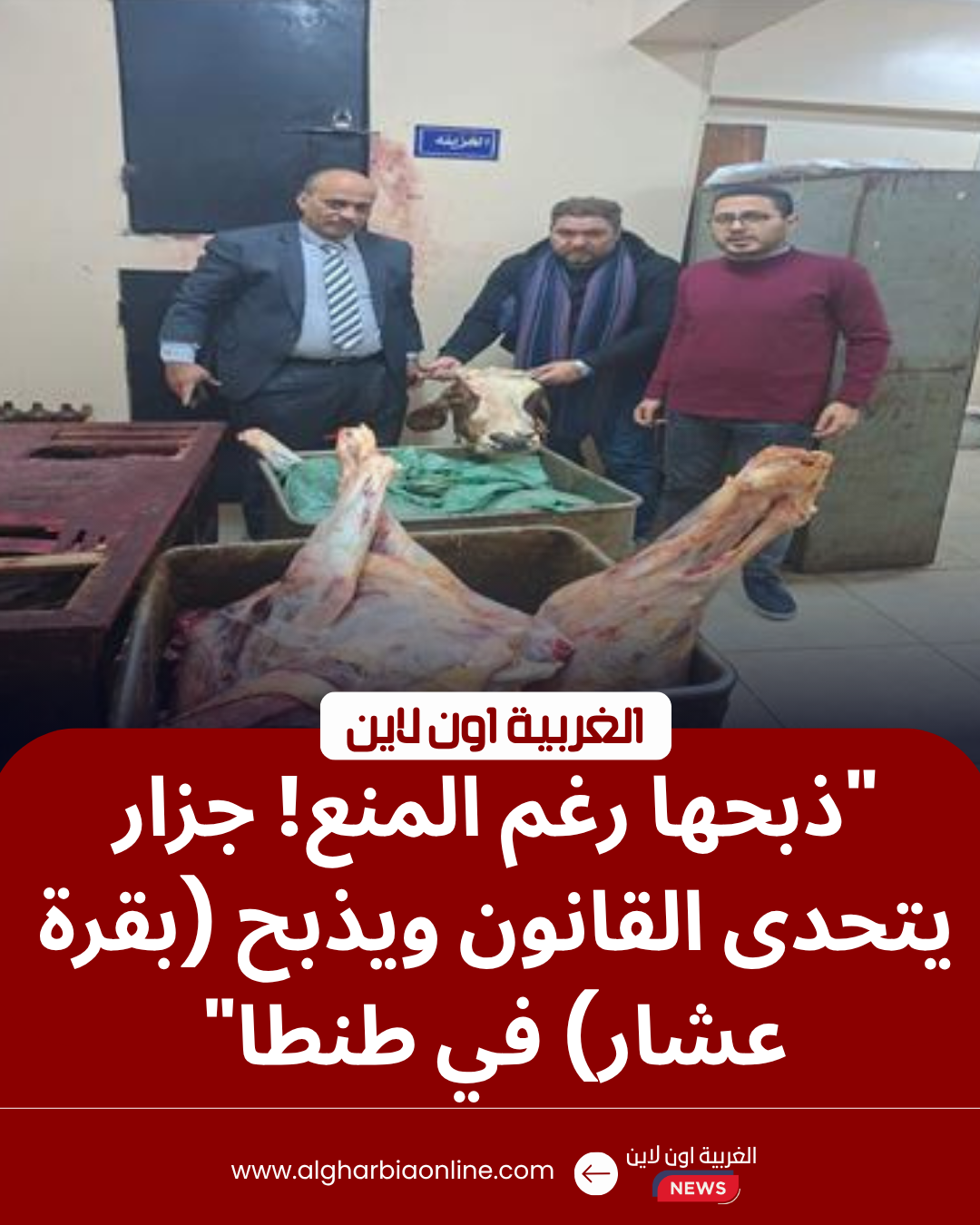 ذبح بقرة عشار بمجزر شبشير الحصة في طنطا.. تحرك عاجل للتموين