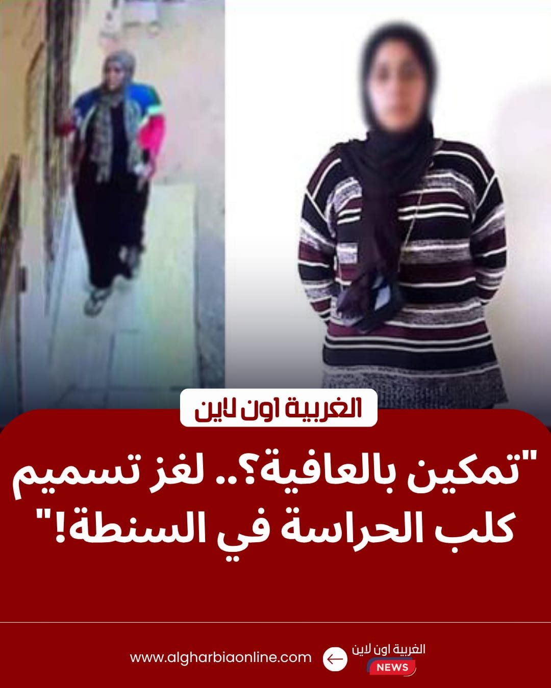 كواليس "طعام مسمم" بمركز السنطة.. أمن الغربية يضبط المتهمة بتخدير "كلب حراسة"