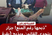 ذبح بقرة عشار بمجزر شبشير الحصة في طنطا.. تحرك عاجل للتموين