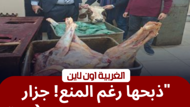 ذبح بقرة عشار بمجزر شبشير الحصة في طنطا.. تحرك عاجل للتموين