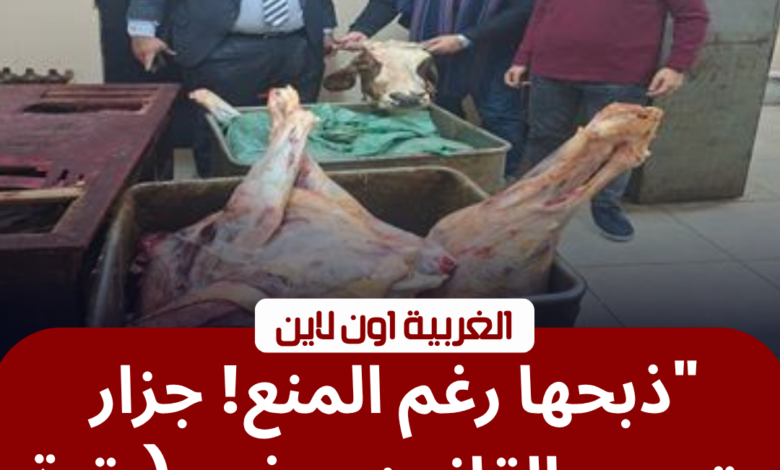 بالمخالفة للقانون.. ضبط واقعة ذبح "بقرة عشار" داخل مجزر شبشير الحصة بطنطا 1 ذبح بقرة عشار بمجزر شبشير الحصة في طنطا.. تحرك عاجل للتموين
