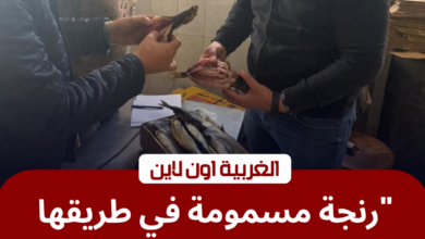 ضبط 3 طن رنجة فاسدة في كفر الزيات.. محافظ الغربية يضرب بيد من حديد 2 ضبط رنجة فاسدة في كفر الزيات بمحافظة الغربية