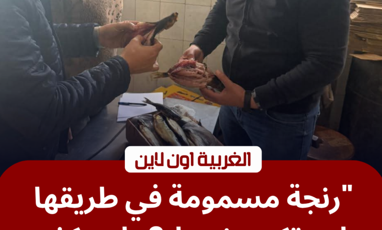 ضبط 3 طن رنجة فاسدة في كفر الزيات.. محافظ الغربية يضرب بيد من حديد 1 ضبط رنجة فاسدة في كفر الزيات بمحافظة الغربية