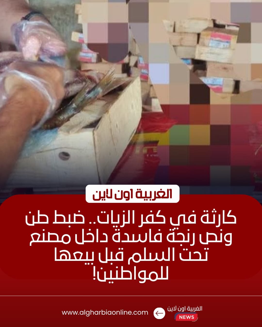 ضبط طن ونصف رنجة فاسدة داخل مصنع غير مرخص بكفر الزيات